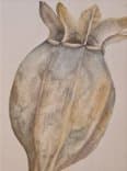 Heather Clifford's art on the Marshian Arts Trail (July 2025)